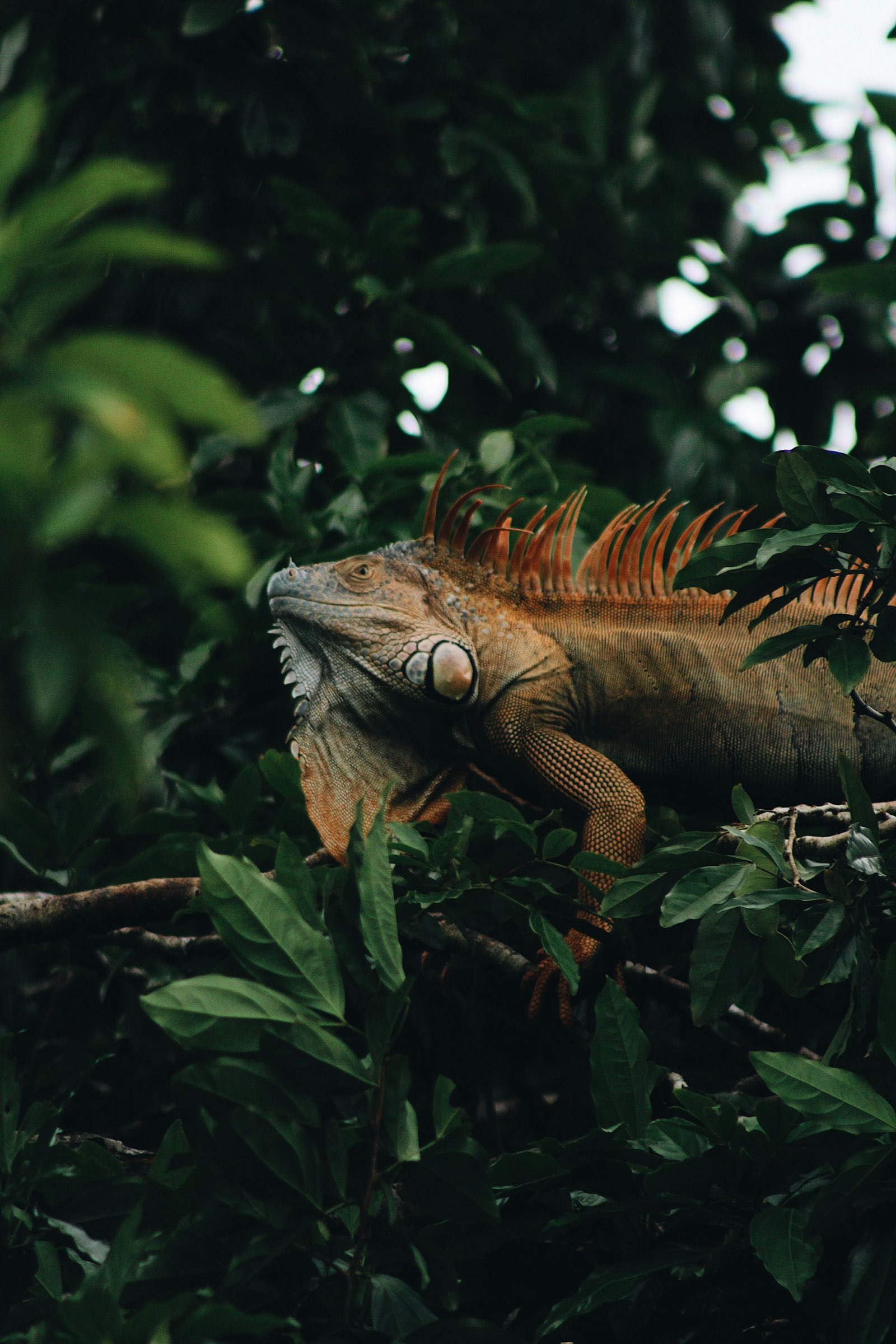 Bright green iguana basking in the sun in Costa Rica