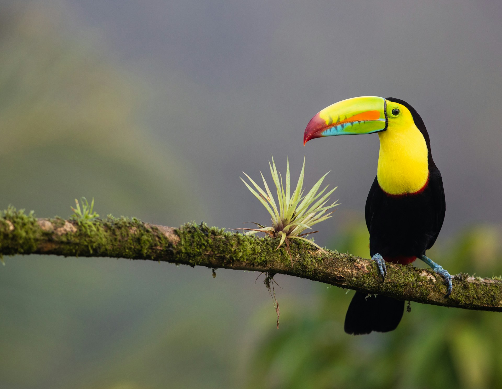 A colorful toucan perched on a branch in a Costa Rica rainforest